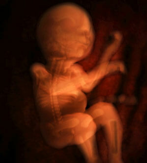 24 Woche Schwangerschaftsfoto