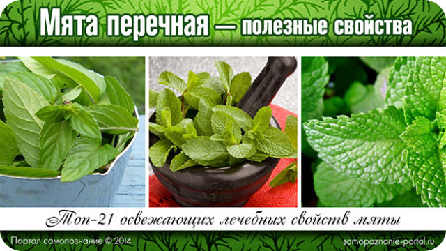Useful properties of mint and contraindications for men