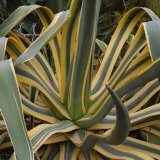 The healing properties of the agave plant