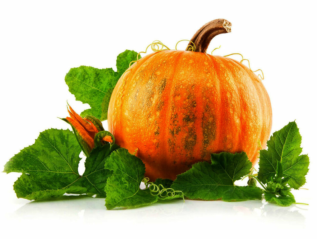 Culinary-billet-pumpkin