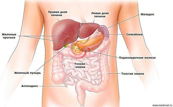 As doenças de qualquer um desses órgãos podem se manifestar com dor abdominal.