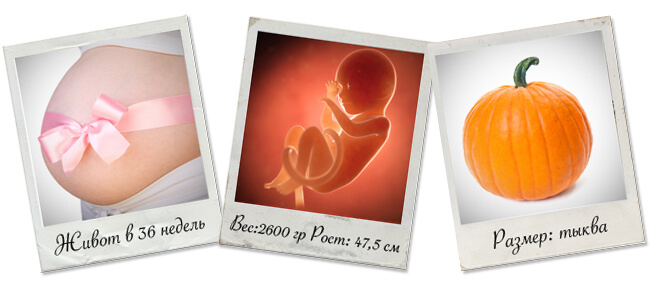36 weken zwanger: lengte, gewicht en ontwikkeling van de foetus, de toestand van de gezondheid van de toekomstige moeder