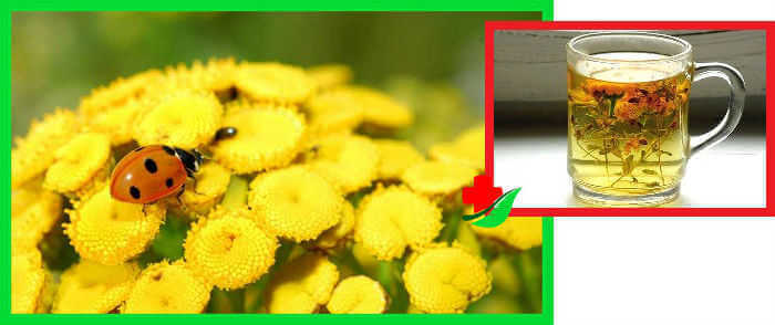 Tansy: useful properties and contraindications