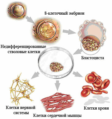 Soorten stamcellen