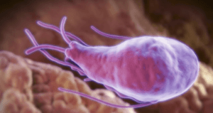 Giardia
