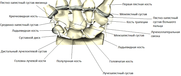 wrist-intercarpal-pyastnozapyastnye-un-mezhpyastnye-sustavy-