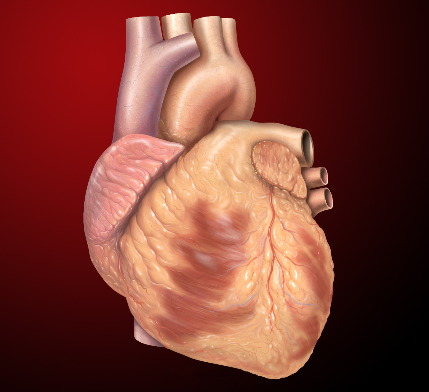 Angina pectoris: what is it, symptoms and treatment, causes, prognosis