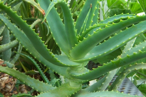 Heilende Aloe