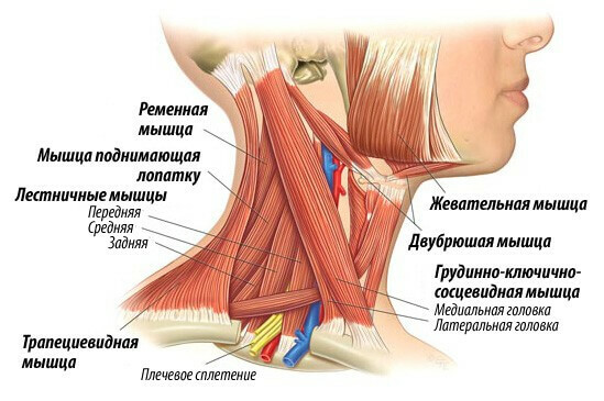 powierzchniowych mięśni karku