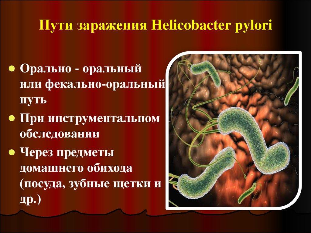 Желудочные бактерии