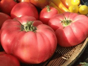 Pabandykite apriboti pomidorų skaičių