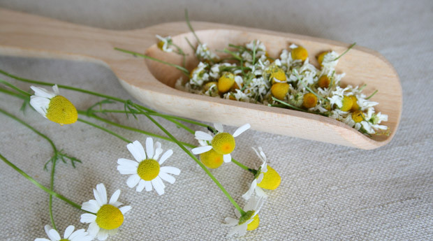Useful properties of chamomile