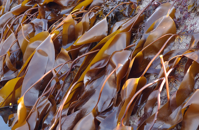 Kelp: koristi i štete