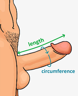 What is the normal size of the penis?