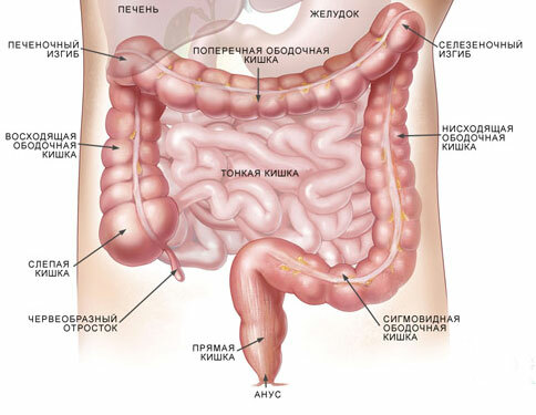 Schéma intestinal