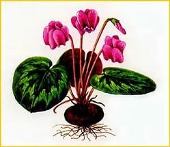 Cyclamen juice for the treatment of sinusitis: how to prepare a medicine