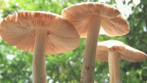 Nuttige paddenstoelen