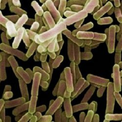 The influence of microbes on human health