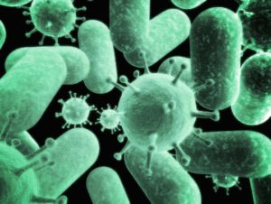 Microflora de tipo obrigatório