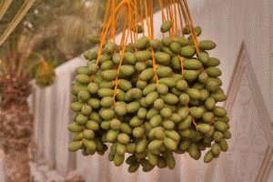 Datum fruit