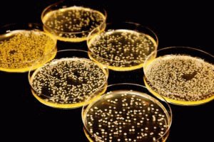 Bactéria Staphylococcus aureus