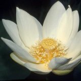 Lotus kot zdravilna rastlina