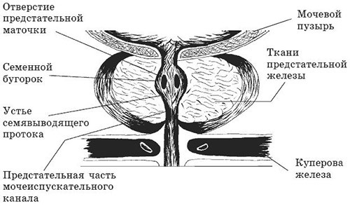 Anatomy of the genitourinary system of men