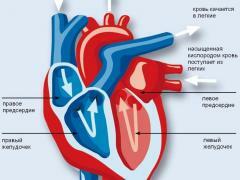 corazón humano se compone de cuatro divisiones