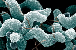 Slike iz kampilobakterija