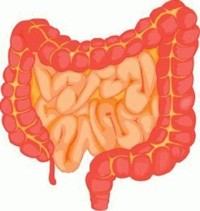 Os intestinos de uma criança