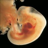 Fetale Entwicklung im zweiten Monat der Schwangerschaft