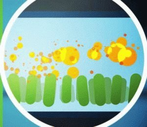 ¿Cuánto tiempo se trata la disbiosis en adultos? ¿Cuánto tiempo tardará el intestino en recuperarse?