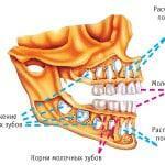 O crescimento e desenvolvimento de dentes