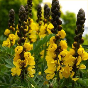 Cassia medicinal