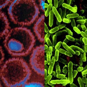 Microbios y virus