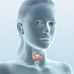 How the thyroid gland works and how it works