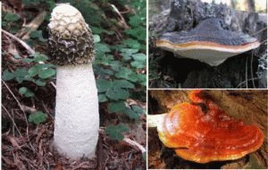 Est-il possible de manger des champignons atteints de pancréatite: effet sur le pancréas