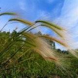 Grass grass grass: propriétés médicinales