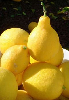 Óleos naturais de citrinos