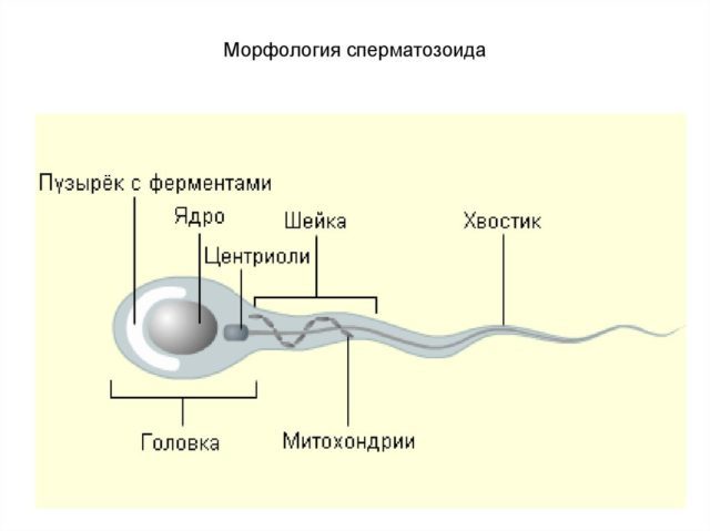Por que a morfologia dos espermatozoides é alterada e como é tratada?