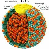 The causes of lipid metabolism disorders