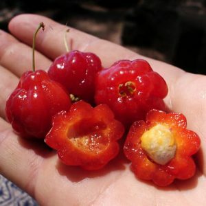 Pitanga( Eugenia uniflora): avantages et inconvénients