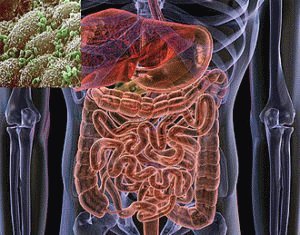 Microflora humana saudável