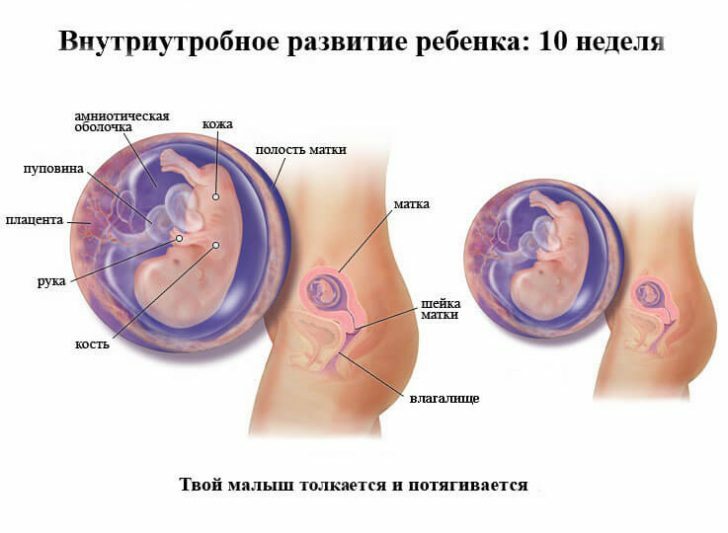 Zwangerschap-10 weken