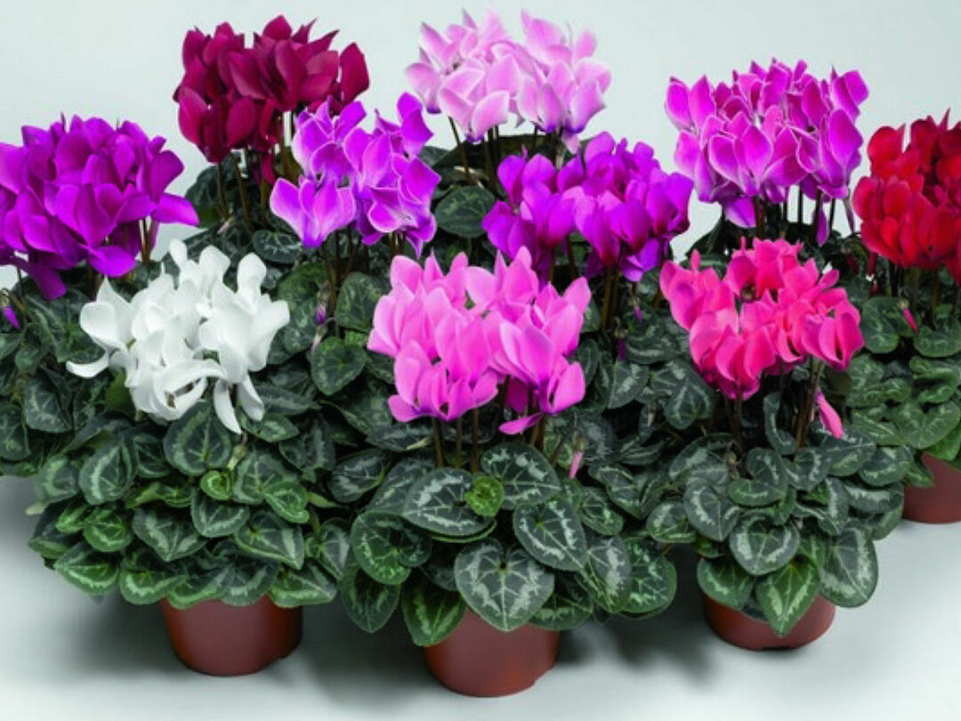 What is cyclamen and its use in folk medicine?