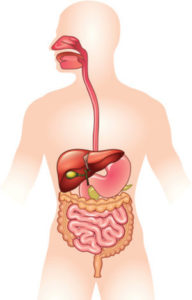 Ľudský gastrointestinálny trakt