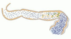 Microflora intestinal