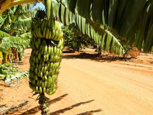 Growing bananas