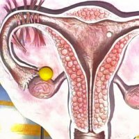 Yellow body in the ovary