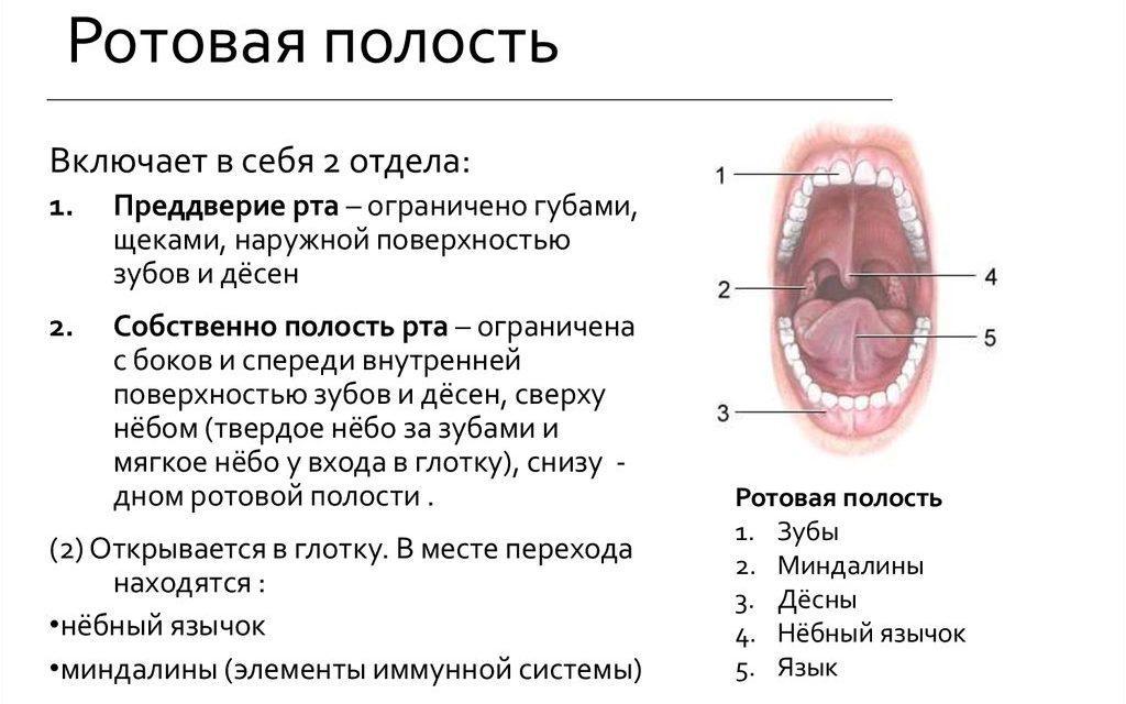 Nemalonus pojūtis burnoje ir liežuvyje, smarkus: tipai, priežastys, gydymas moterims, diskomfortas, pojūčiai po valgio, kas tai yra